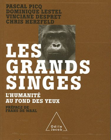 Les grands singes : l'humanité au fond des yeux