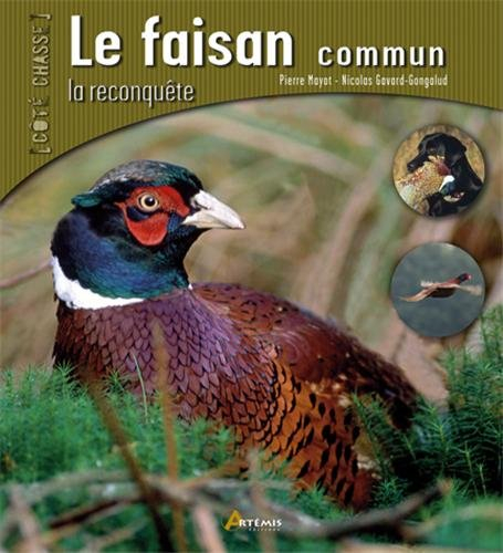 Le faisan commun : la reconquête