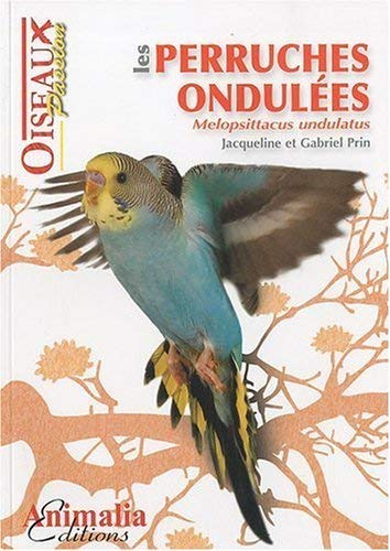 Les perruches ondulées : melopsittacus undulatus