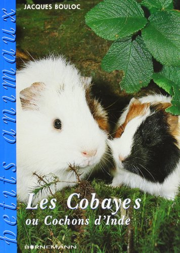 Les cobayes ou cochons d'Inde