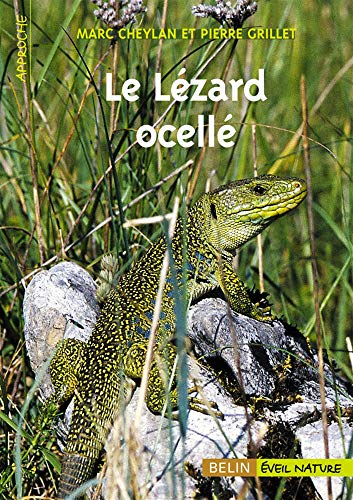 Le lézard ocellé