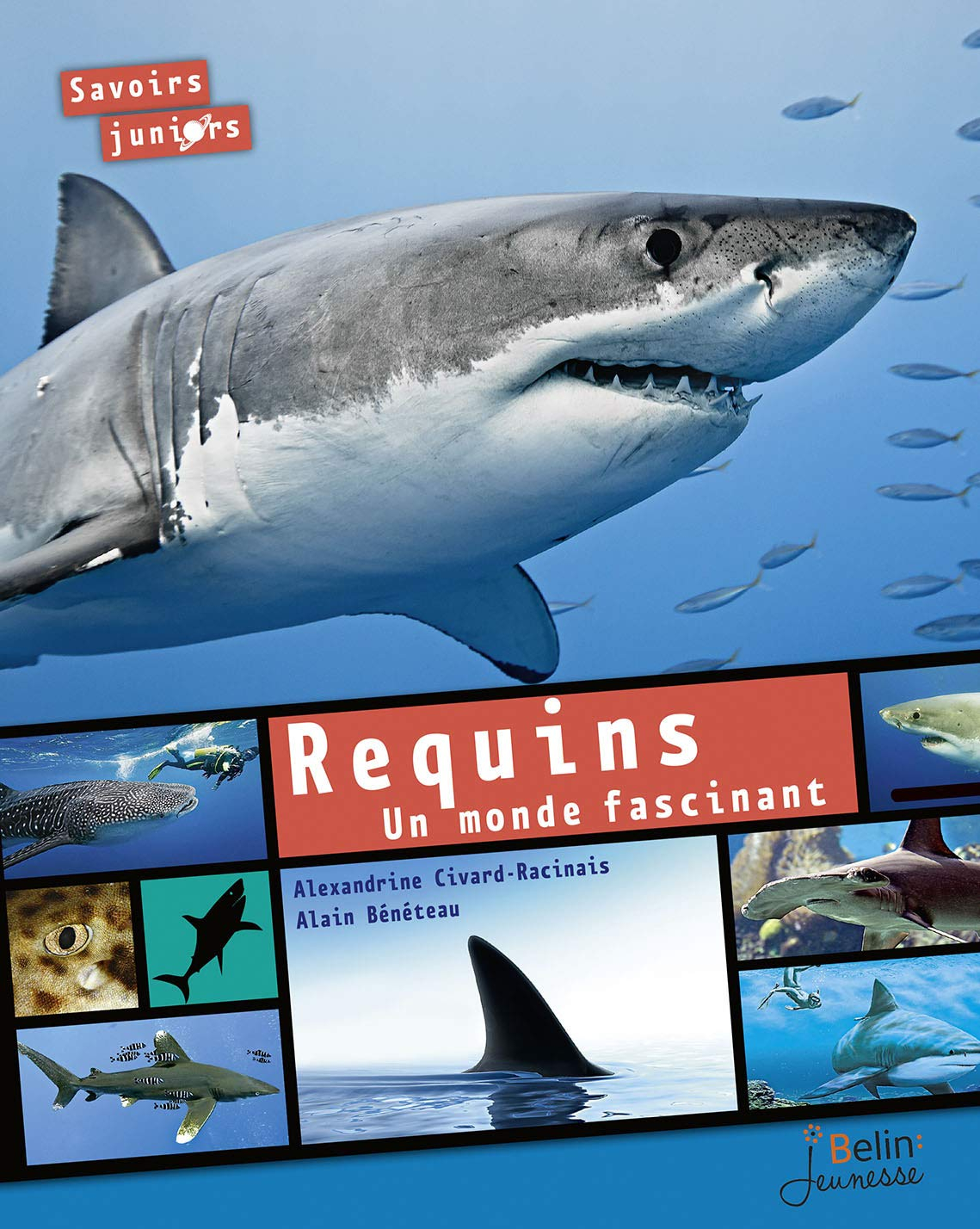 Requins, un monde fascinant