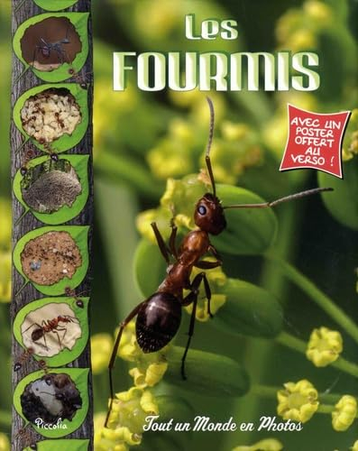 Les fourmis: Avec un poster offert au verso !
