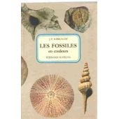 les fossiles en couleurs