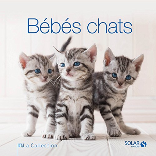 Bébés chats