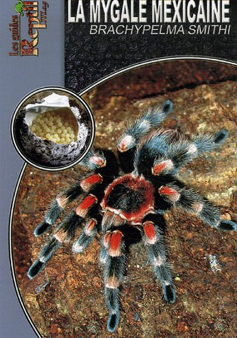La mygale mexicaine : Brachypelma Smithi