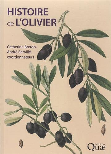 Histoire de l'olivier : l'arbre des temps