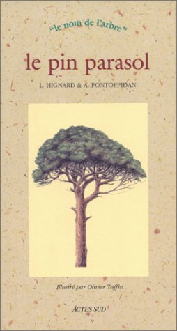 Le pin parasol