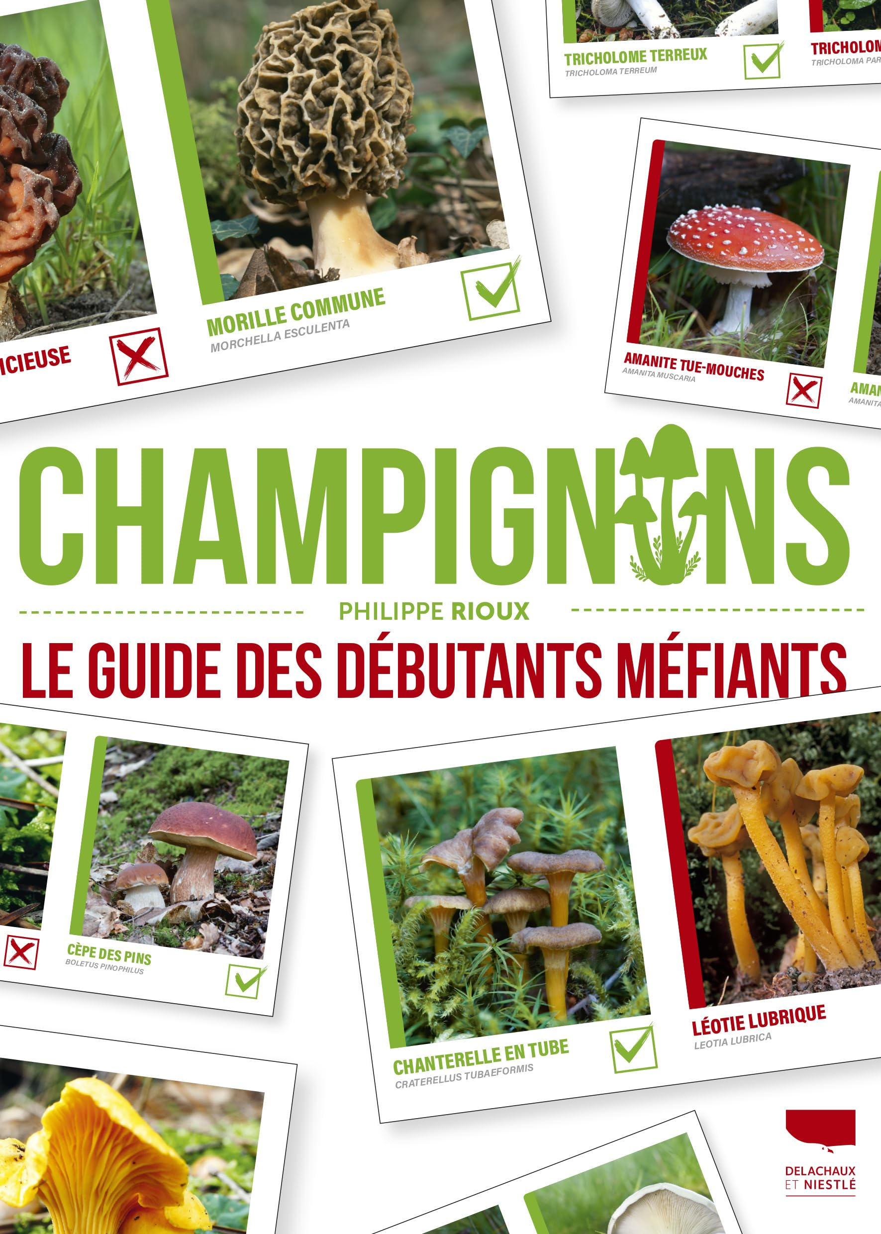 Champignons : le guide des débutants méfiants