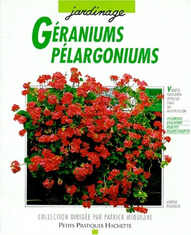 géraniums et pélargoniums : pour qu'ils donnent le meilleur de leur floraison...