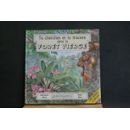 Tu cherches et tu trouves dans la forêt vierge