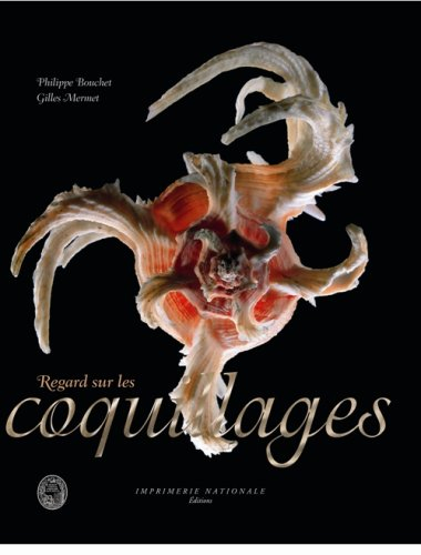 Regard sur les coquillages