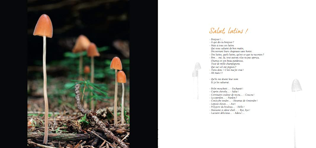 Ô champignons !: Balades & Ballades