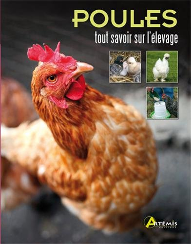 Poules : tout savoir sur l'élevage