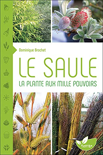 Le saule : la plante aux mille pouvoirs