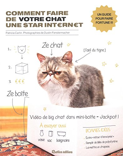 Comment faire de votre chat une star Internet : un guide pour faire fortune