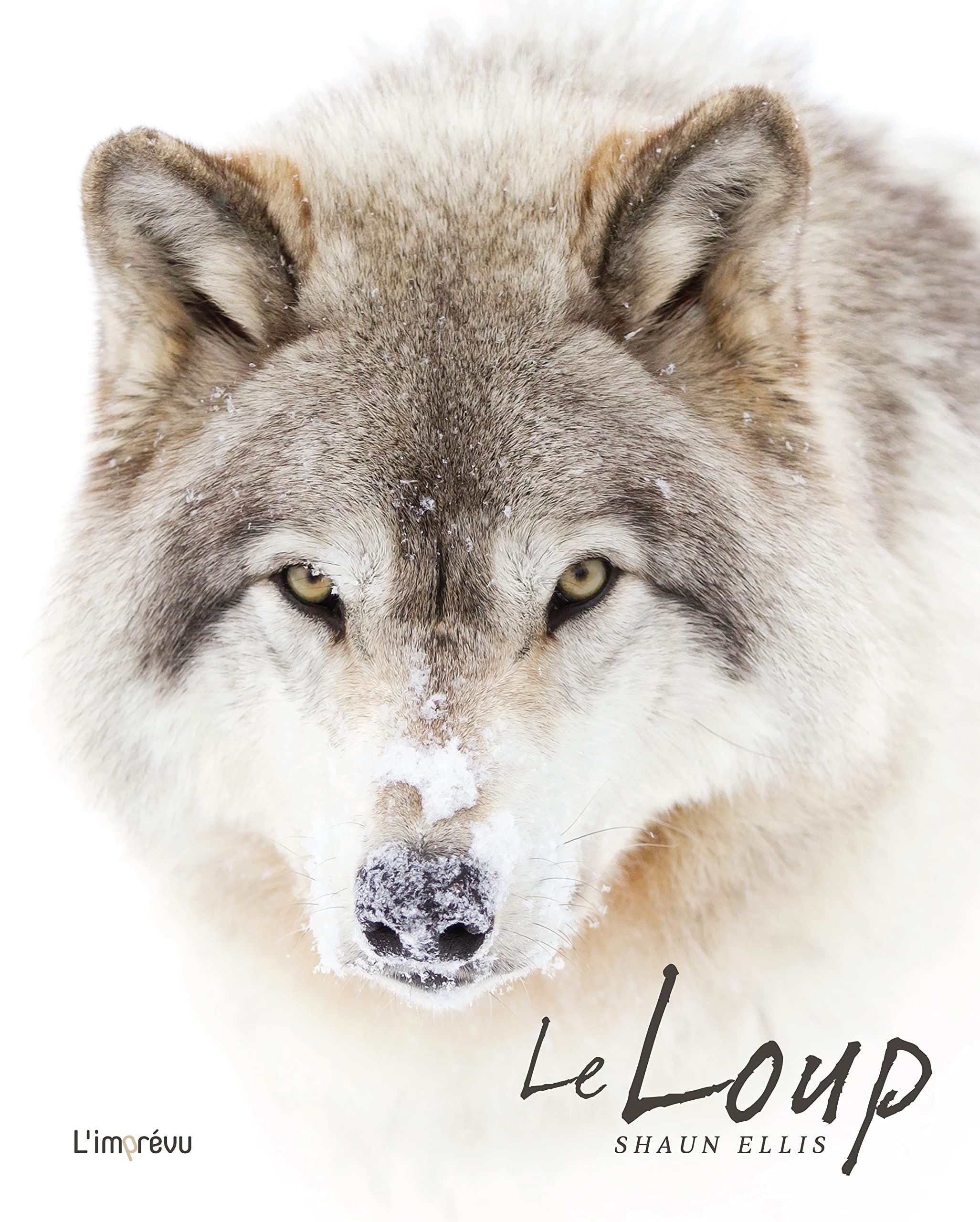 Le loup