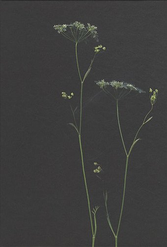 Les ombelles : regards croisés entre le Condroz et la Corse