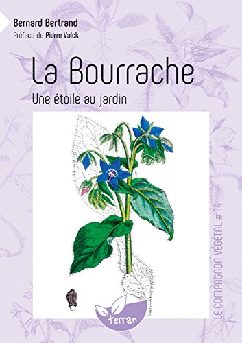 La bourrache : une étoile au jardin !