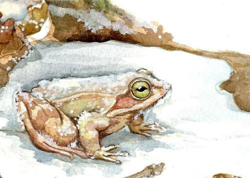 Comme des marmottes : l'hibernation