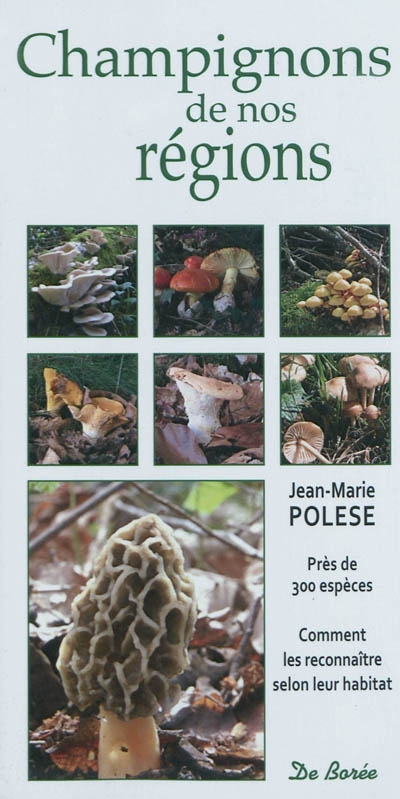 Champignons de nos régions : près de 300 espèces, comment les reconnaître selon leur habitat