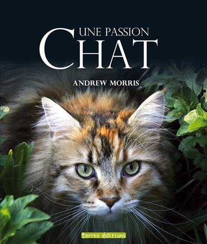 Chat, une passion