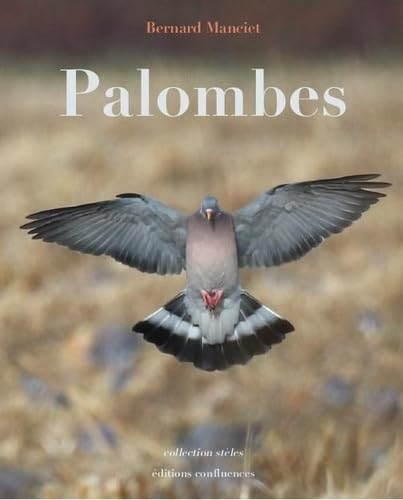 Palombes : essai