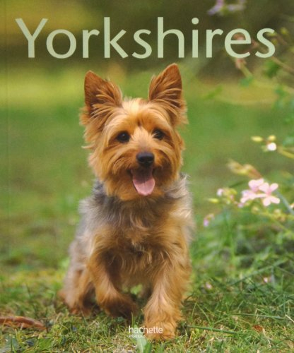 Yorkshires