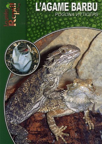 l'agame barbu: pogona vitticeps