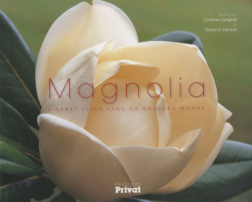 Magnolia : l'arbre fleur venu du Nouveau monde