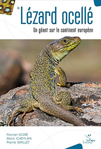 Le lézard ocellé : un géant sur le continent européen