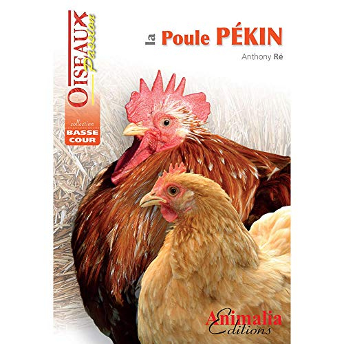 La poule pékin