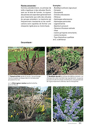 La taille raisonnée des arbustes d'ornement