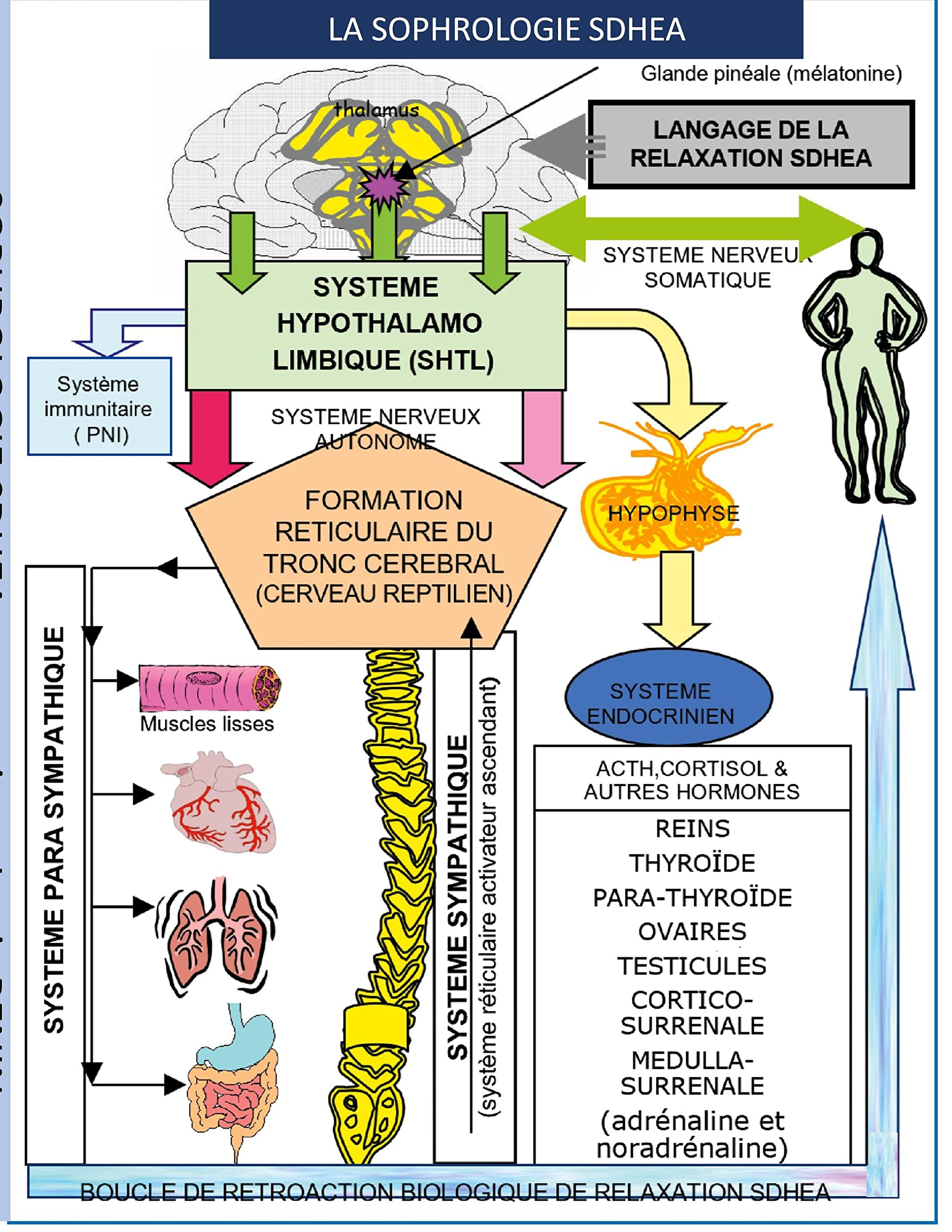 Sophrologie SDHEA : psychosomatique, respiration sophronique,relaxation SDHEA
