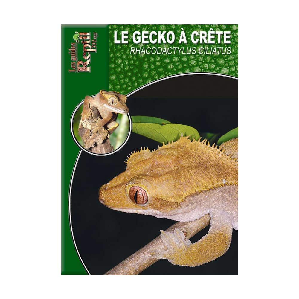 Le gecko à crête de Nouvelle-Calédonie : Rhacodactylus ciliatus