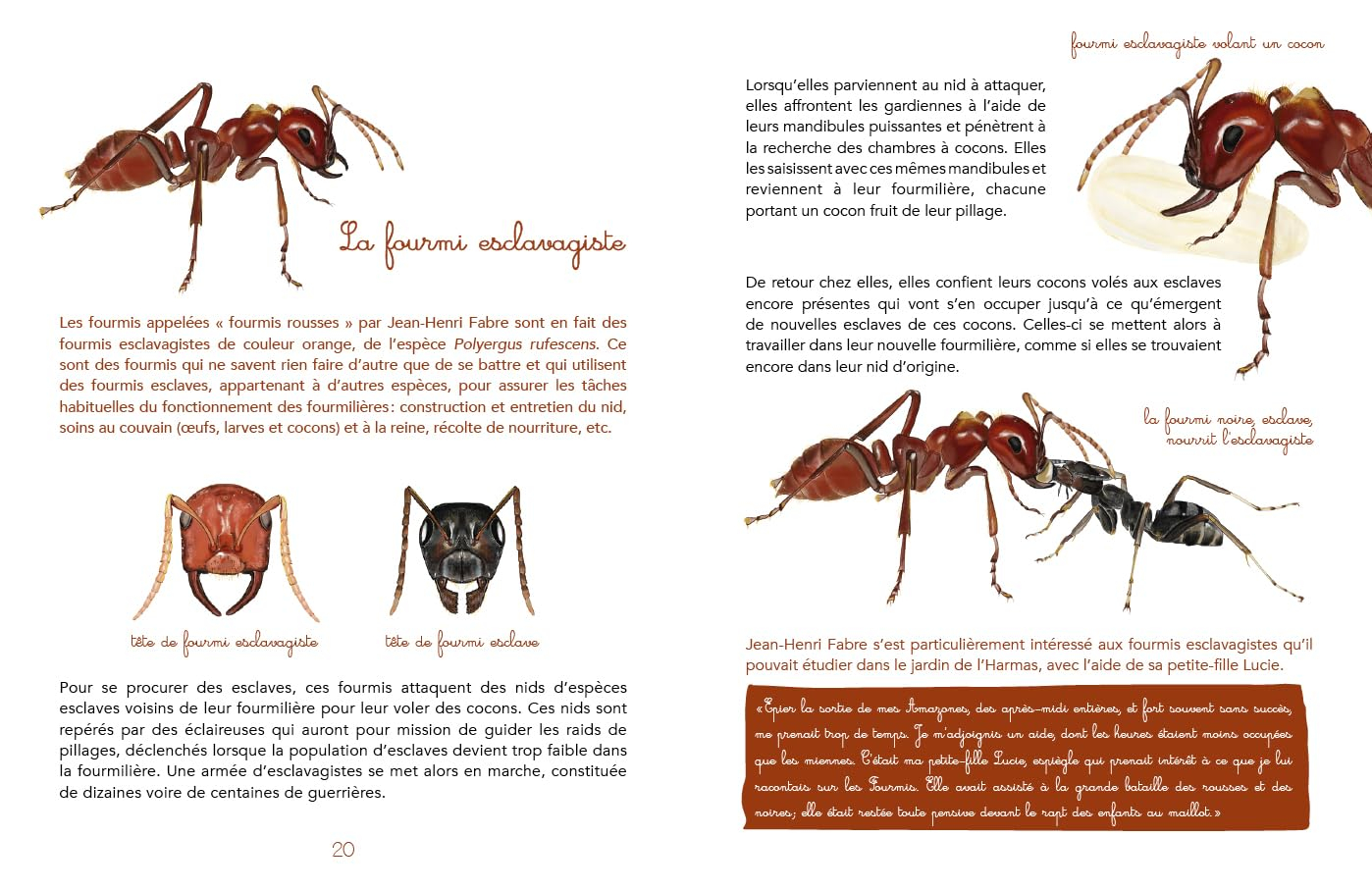 A la rencontre des petites bêtes de Jean-Henri Fabre