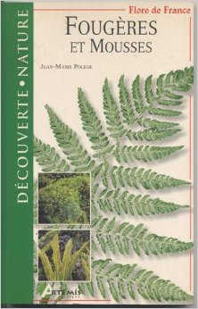 Fougères et mousses