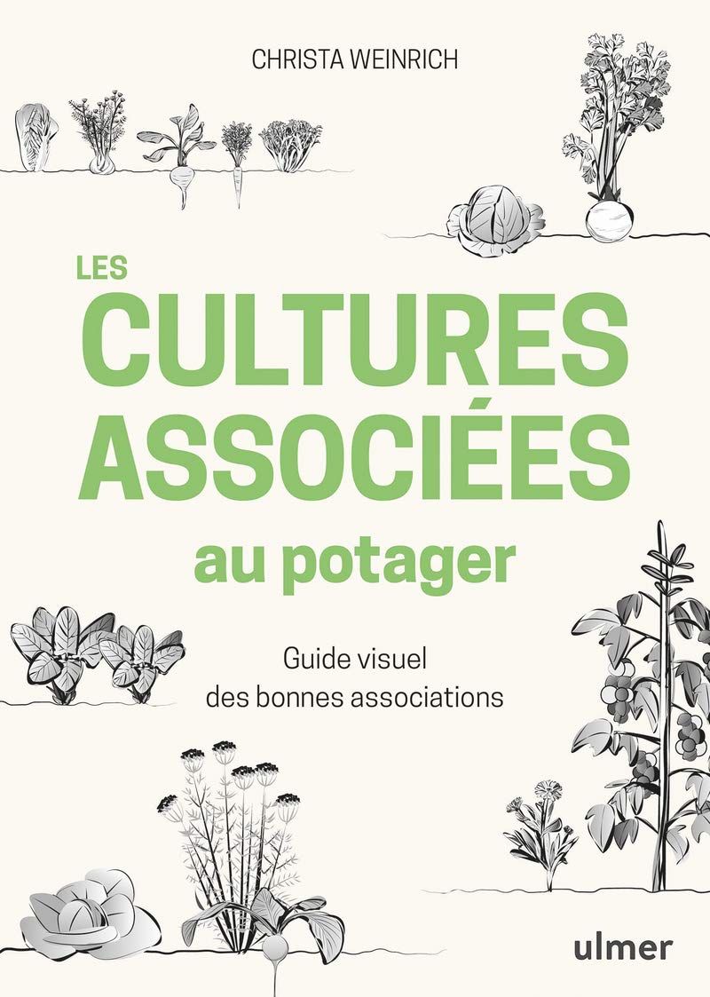 Les cultures associées au potager : guide visuel des bonnes associations