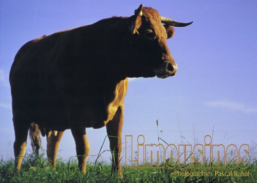 Limousines [Broché] by Pascal Rabot