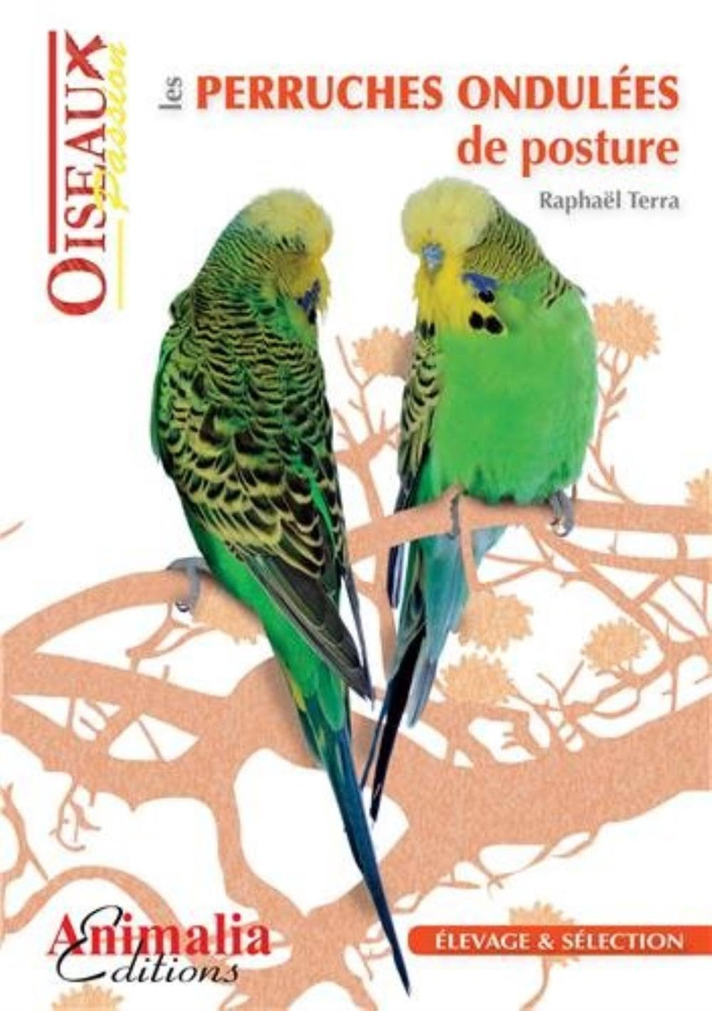 Les perruches ondulées de posture : élevage et sélection