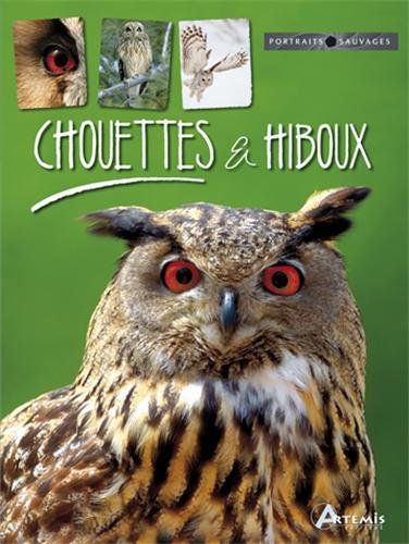 Chouettes & hiboux