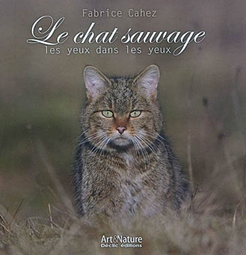 Le chat sauvage : les yeux dans les yeux