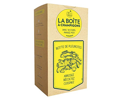 Faites pousser vos pleurotes gris : et régalez-vous !