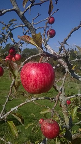 fantomette en danger                                                                          020597