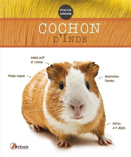 Cochon d'Inde