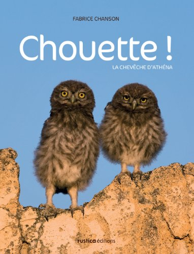 Chouette ! : la chevêche d'Athéna