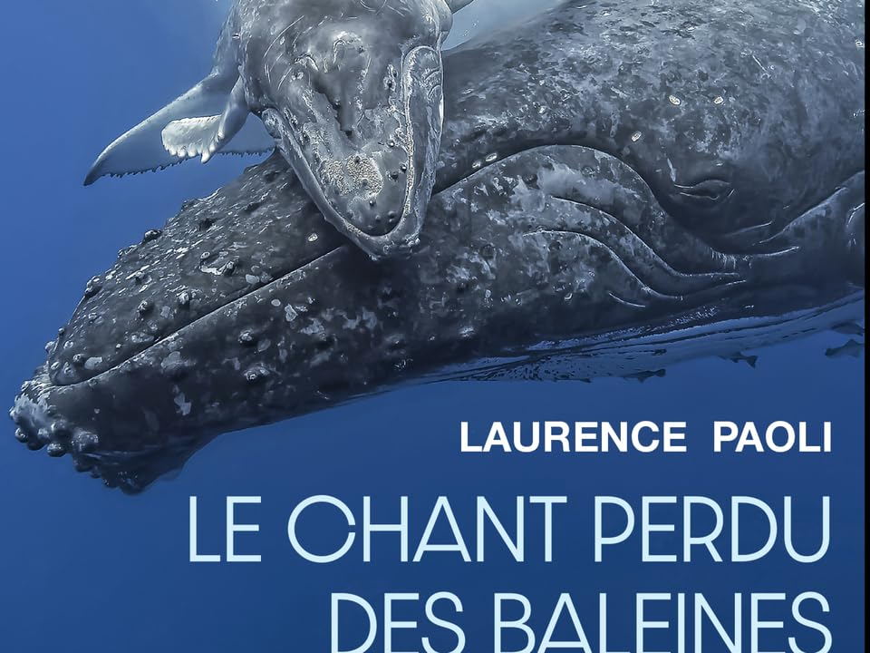 Le chant perdu des baleines : quand la pollution sonore étouffe les voix de l'océan