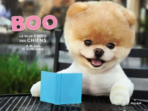 Boo, le plus chou des chiens