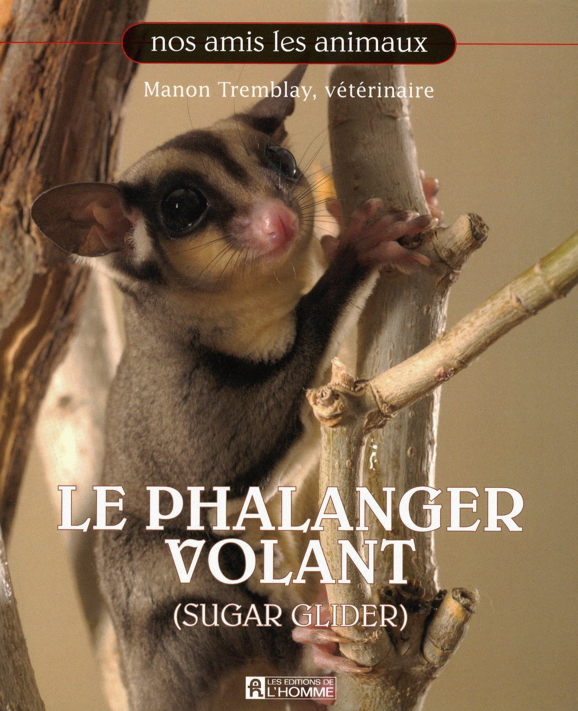 Le phalanger volant (sugar glider)