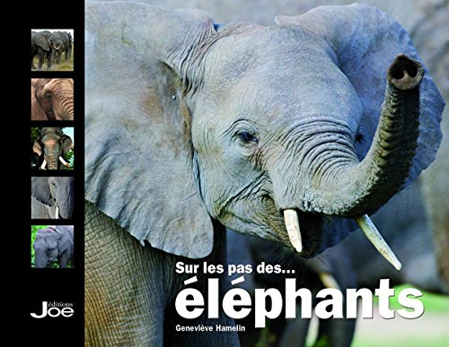 Sur les pas des... éléphants